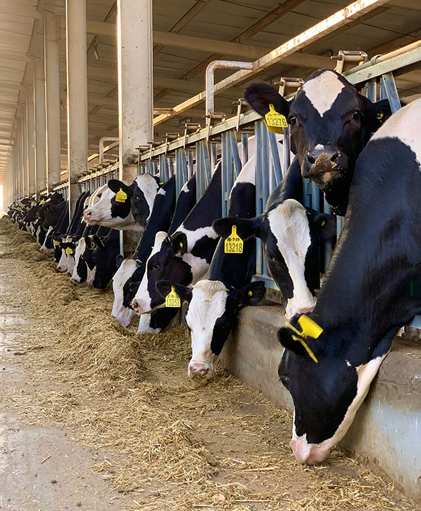 Agriculture & Feed | What We Do | ICL - ICL